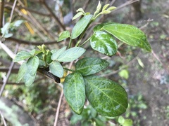 Ohwia caudata