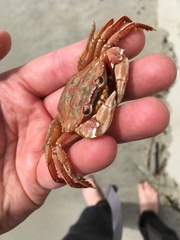 Nectocarcinus antarcticus