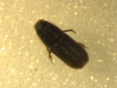 Hylurgus ligniperda