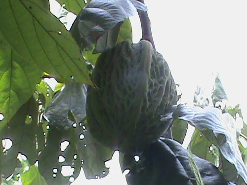 Image of Theobroma bicolor by (c) Alejandro Alfredo Aguirre, some rights reserved (CC BY)