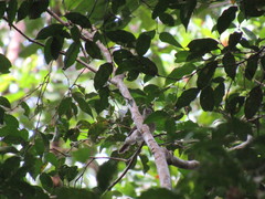 Pachycephala cinerea