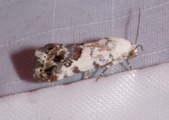 Ponometia phecolisca