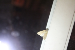 Leucania phragmitidicola