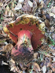 Rubroboletus eastwoodiae