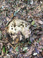 Rubroboletus eastwoodiae