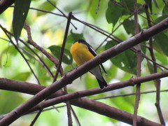 Ficedula zanthopygia