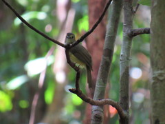 Tricholestes criniger