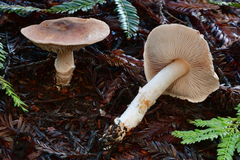 Lepiota rhodophylla