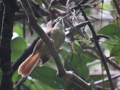 Pachycephala cinerea