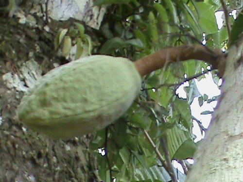 Theobroma speciosum (Theobroma speciosum)