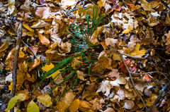 Oryzopsis asperifolia