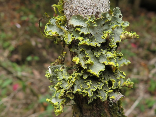 Gold Specklebelly Lichen