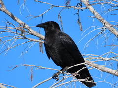 Corvus brachyrhynchos image