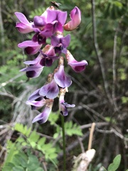 Lathyrus magellanicus