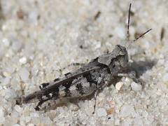 Spharagemon marmorata