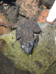 Lithobates zweifeli