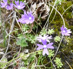 Primula primulina