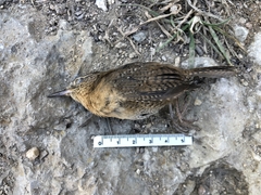 Troglodytes aedon brunneicollis