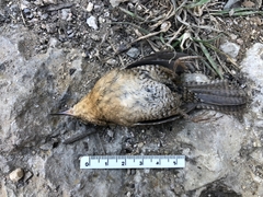 Troglodytes aedon brunneicollis