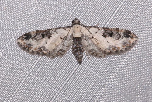 Prorella gypsata