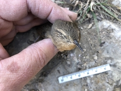 Troglodytes aedon brunneicollis