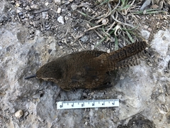 Troglodytes aedon brunneicollis
