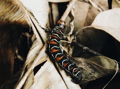 Lepidoptera