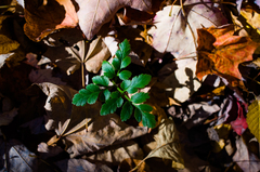 Sceptridium oneidense