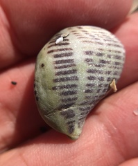 Acanthinucella punctulata