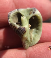 Acanthinucella punctulata