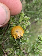 Paropsis augusta