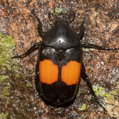 Dilochrosis balteata