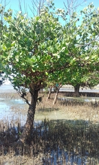 Cassipourea gummiflua