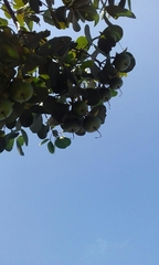 Cassipourea gummiflua