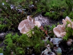 Steccherinum bourdotii