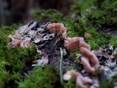 Steccherinum bourdotii