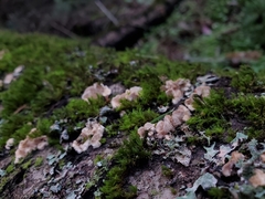 Steccherinum bourdotii