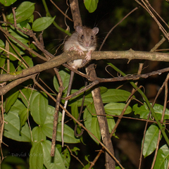 Uromys caudimaculatus