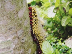 Lepidoptera