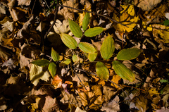 Prosartes lanuginosa