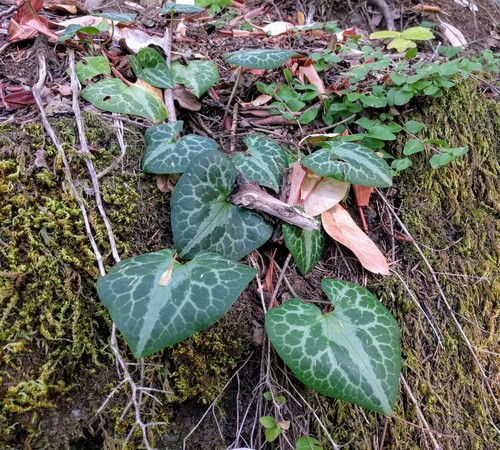 asarum marmoratum