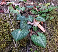 Asarum marmoratum