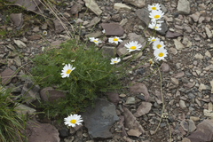 Tripleurospermum caucasicum