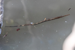Microphis brachyurus