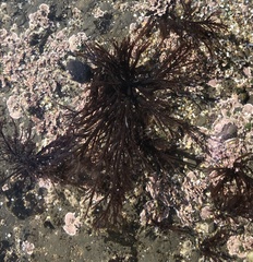 Cryptosiphonia woodii