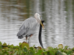Siren lacertina