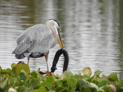 Siren lacertina