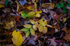Prosartes lanuginosa