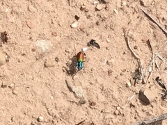 Cicindela scutellaris scutellaris