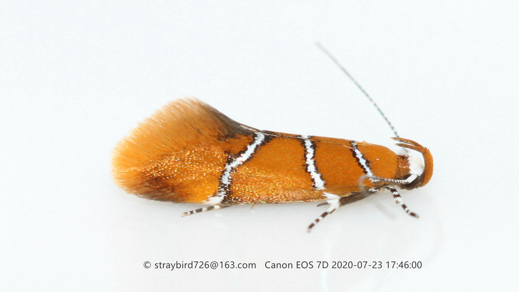 Promalactis enopisema